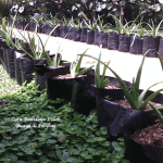 Cara Budidaya Lidah Buaya di Polybag