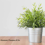 Cara Menanam Tanaman di Pot