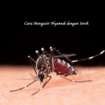 Cara Mengusir Nyamuk dengan Sereh