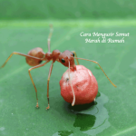Cara Mengusir Semut Merah