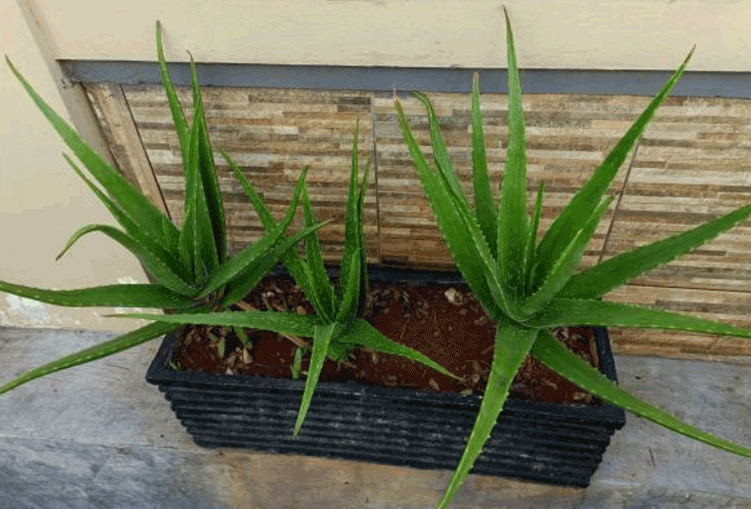 Cara Stek Daun Lidah Buaya