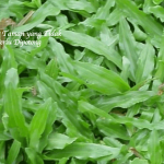 Rumput Taman yang Tidak Perlu Dipotong