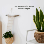 Cara Merawat Lidah Mertua dalam Ruangan