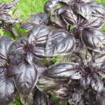 Perbedaan Daun Basil dan Kemangi