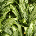 Aglonema