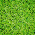 Azolla