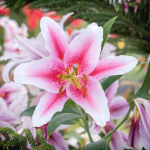 Bunga Lily