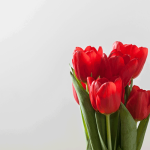 Bunga Tulip