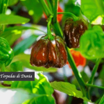 Cabe Terpedas di Dunia