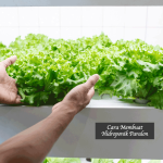 Cara Membuat Hidroponik Paralon