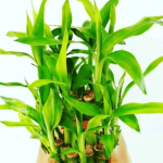 Cara Menanam Bambu Air