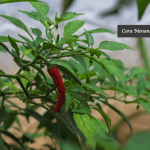 Cara Menanam Cabe
