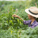 Cara Menanam Cabe Langsung di Tanah 