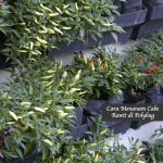 Cara Menanam Cabe Rawit di Polybag