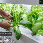 Cara Menanam Hidroponik