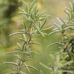 Cara Menanam Rosemary dari Biji