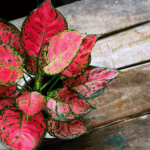 Ciri-Ciri Aglonema Red Sumatra Asli