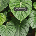 Jenis Philodendron Termahal
