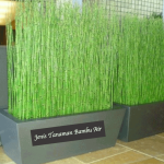 Jenis Tanaman Bambu Air
