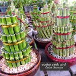 Manfaat Bambu Air di Dalam Ruangan