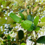 Pohon Bidara