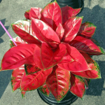 Aglaonema Merah