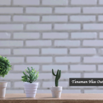 Tanaman Hias Outdoor Kecil