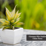 Tanaman Hias Outdoor Tahan Panas