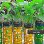 Tanaman Hidroponik dari Botol Bekas
