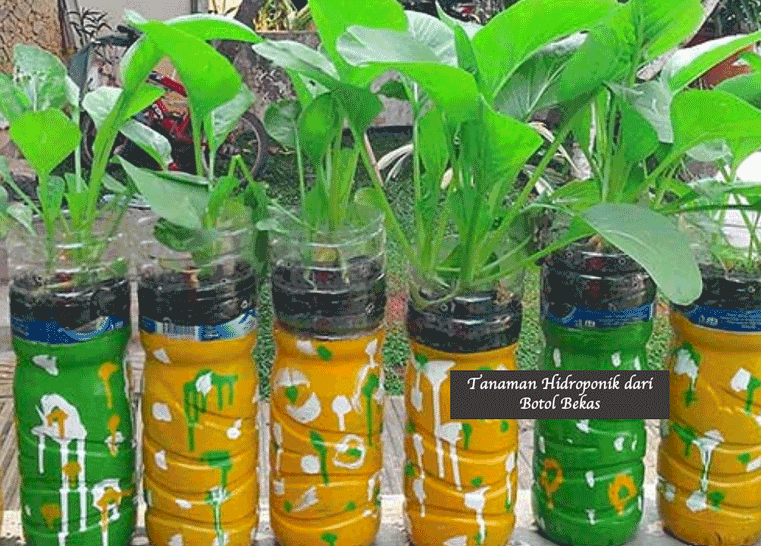 Tanaman Hidroponik dari Botol Bekas