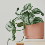 Tanaman Philodendron