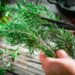 Tanaman Rosemary