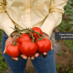 Tomat (Solanum lycopersicum)